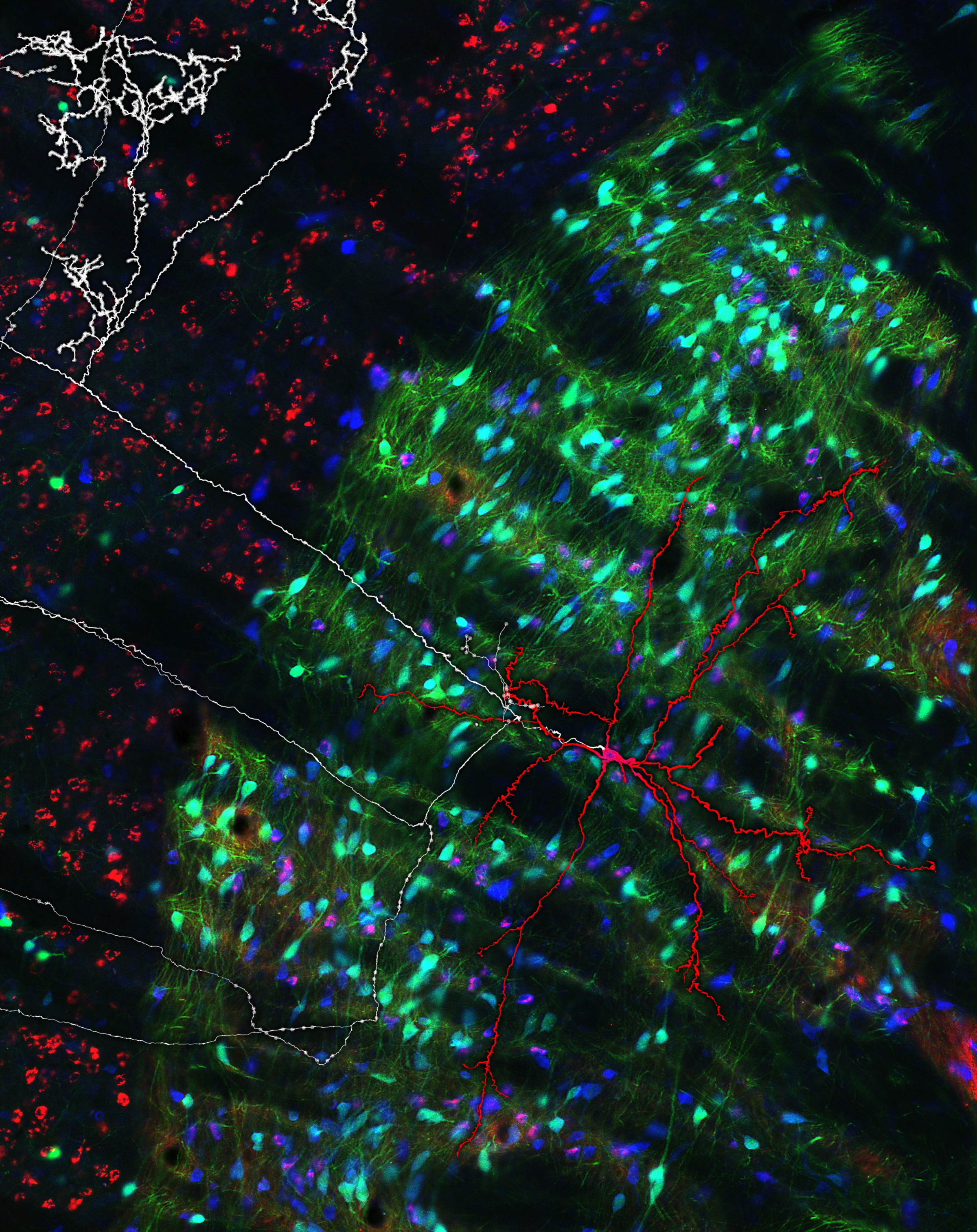 fluorescnce micrograph of glowing cells in green, red and blue, with a cell reconstruction overlaid