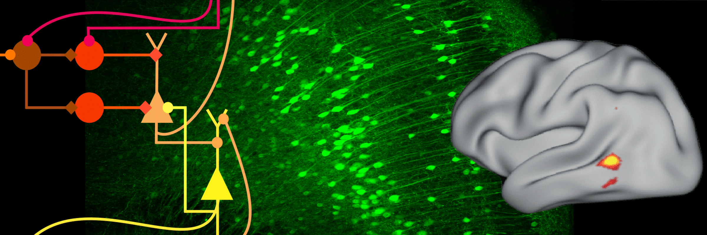 on left: a diagram of a neural network, centre: green fluorescence image of cortical pyramidal cells, on right: activity plot on a brain surface from fMRI