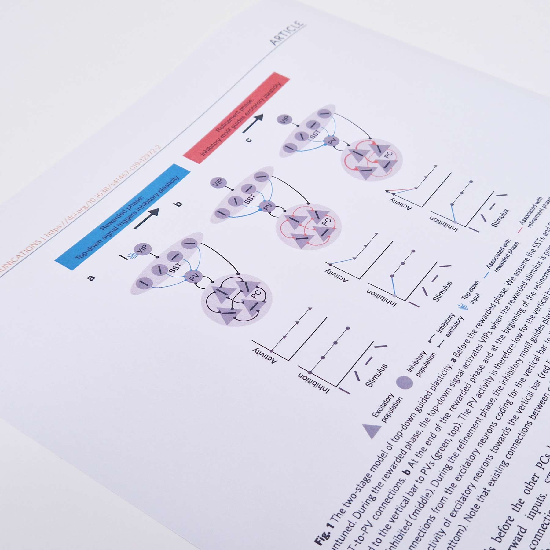 photo of a page from a paper showing a diagram of a neural plasticity model